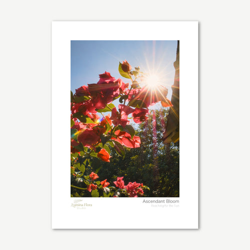 Unframed print: magenta bougainvillea against blue sky, white gallery border