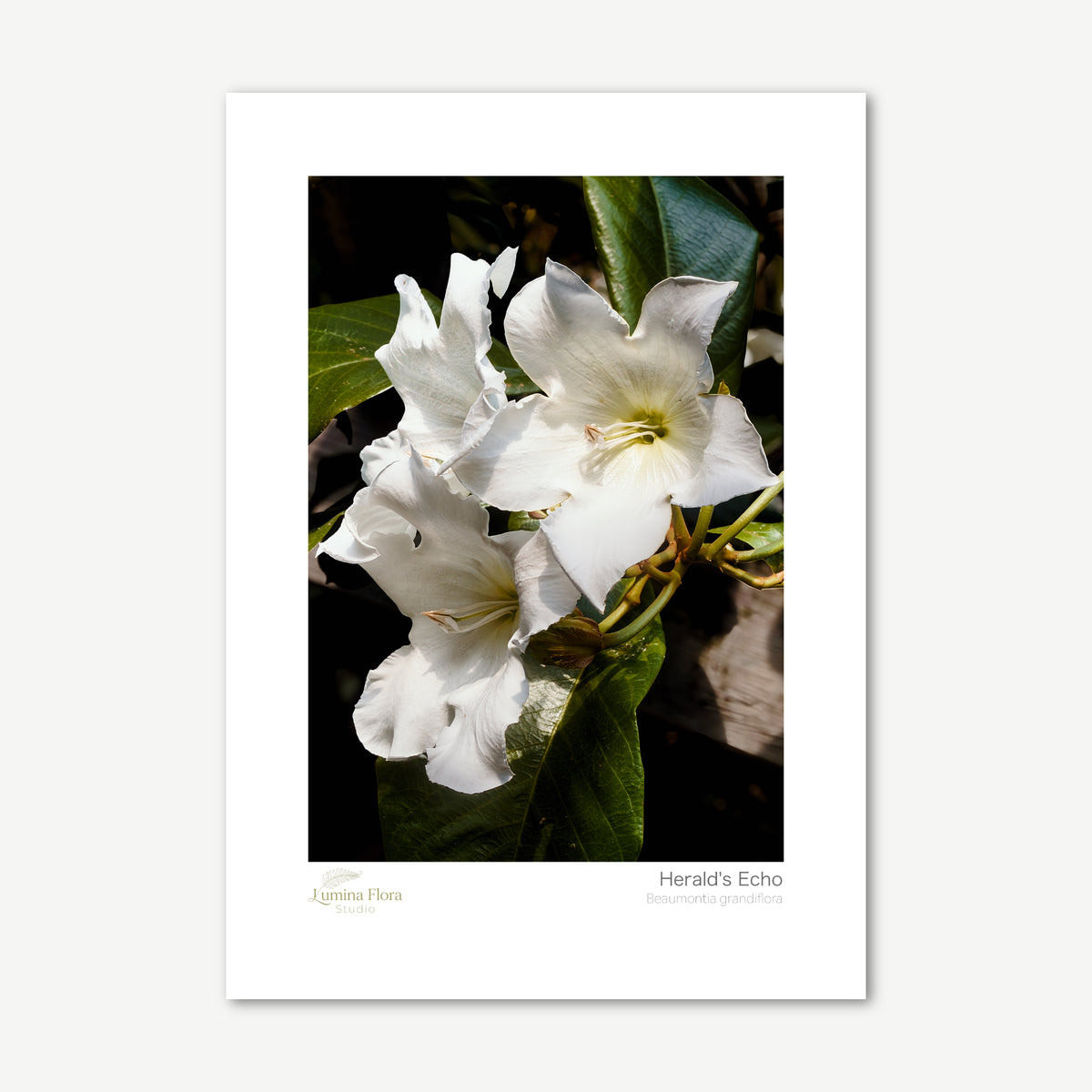 Unframed print: white Herald's Trumpet flowers, white gallery border